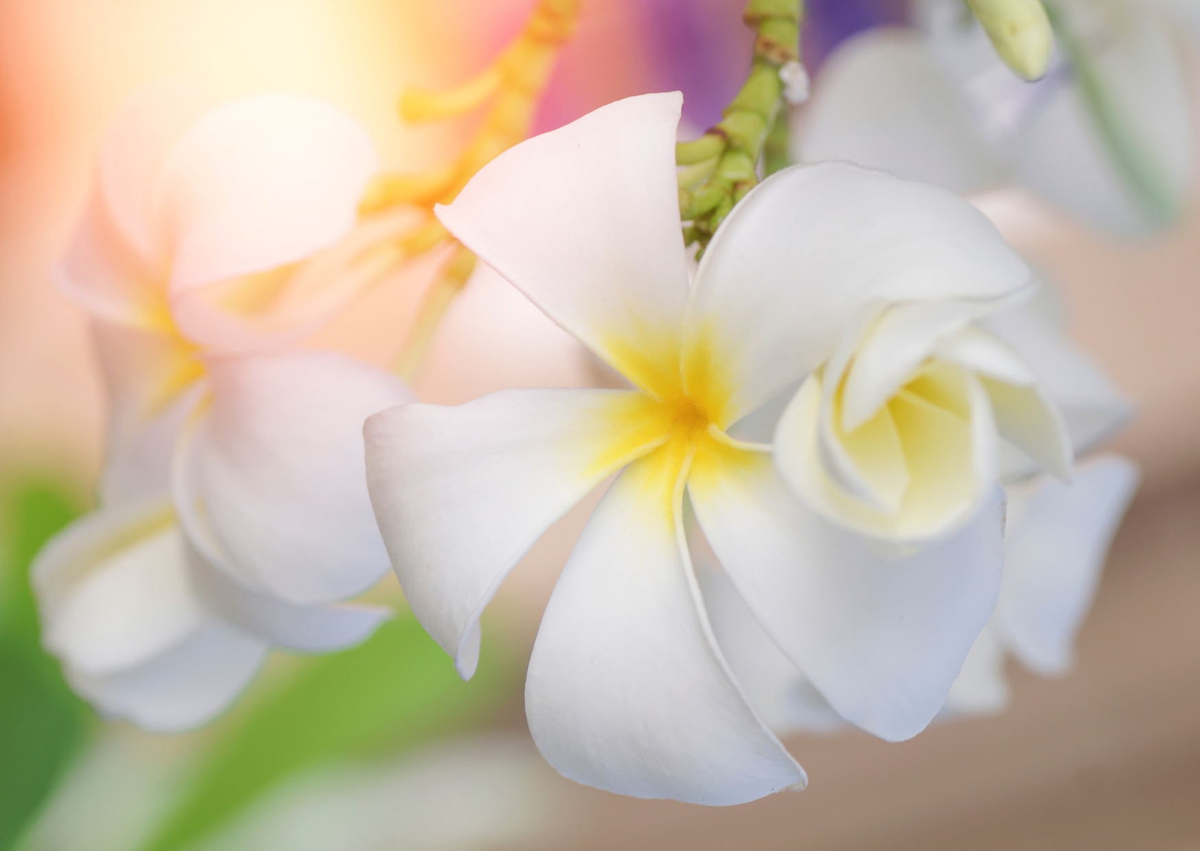 Marasri Thaï Massage Antony - 10 1